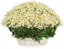 Цветочная композиция из Ромашки в корзине #REPLACE_PRED# Псотино